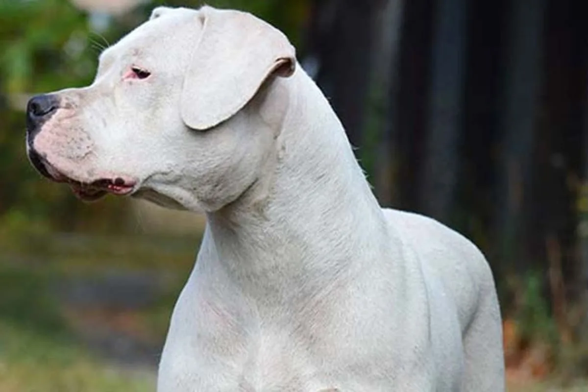 Una niña de dos años murió al ser atacada por dos dogos en la casa de su tío