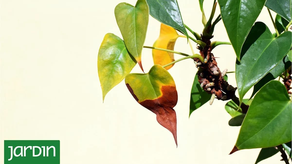 Ocho señales en las hojas que revelan qué le pasa a tu planta