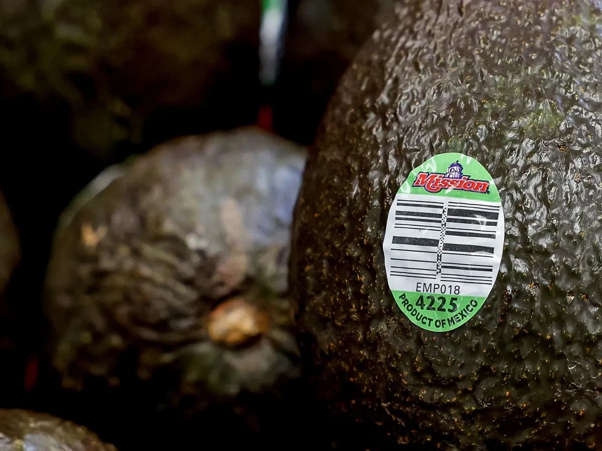 La palta mexicana en riesgo: el narco controla Michoacán y Jalisco