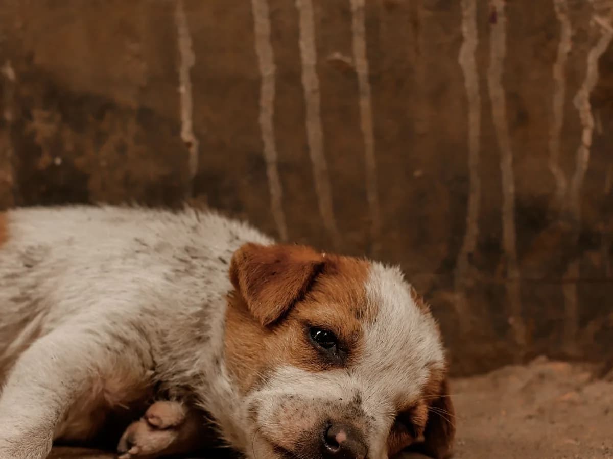 Florida endurece las penas por maltrato animal: entró en vigor la ley HB 559