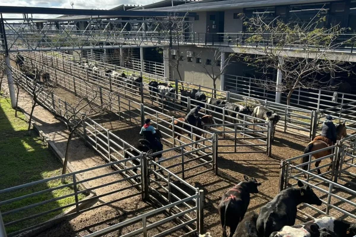 Vacunos: demanda selectiva y precios en baja en el Mercado Agroganadero de Cañuelas