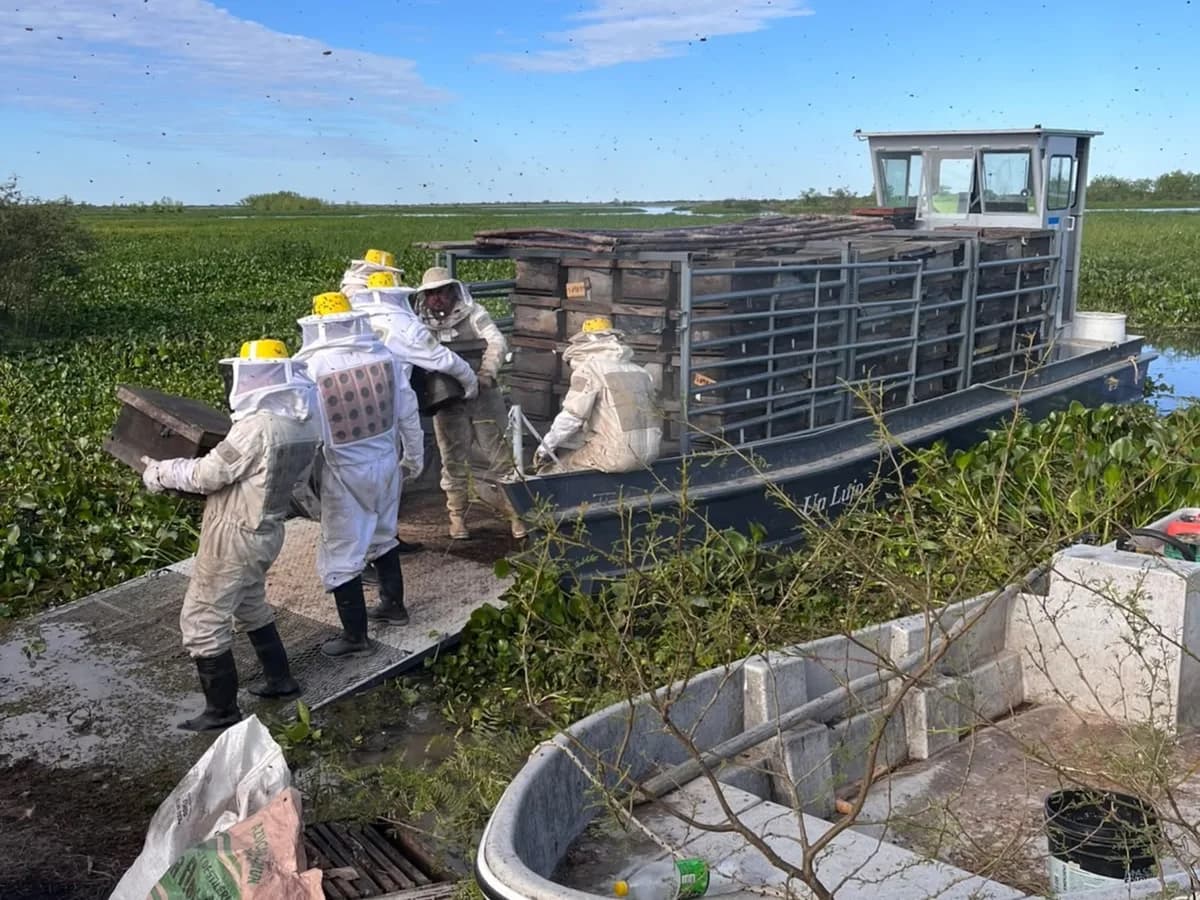 Crecida del Paraná: apicultores sacan miles de colmenas de las islas y dan el año por perdido
