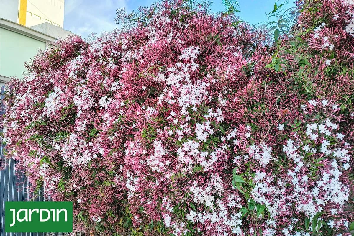 Qué plantas están florecidas ahora y llenan de color los barrios