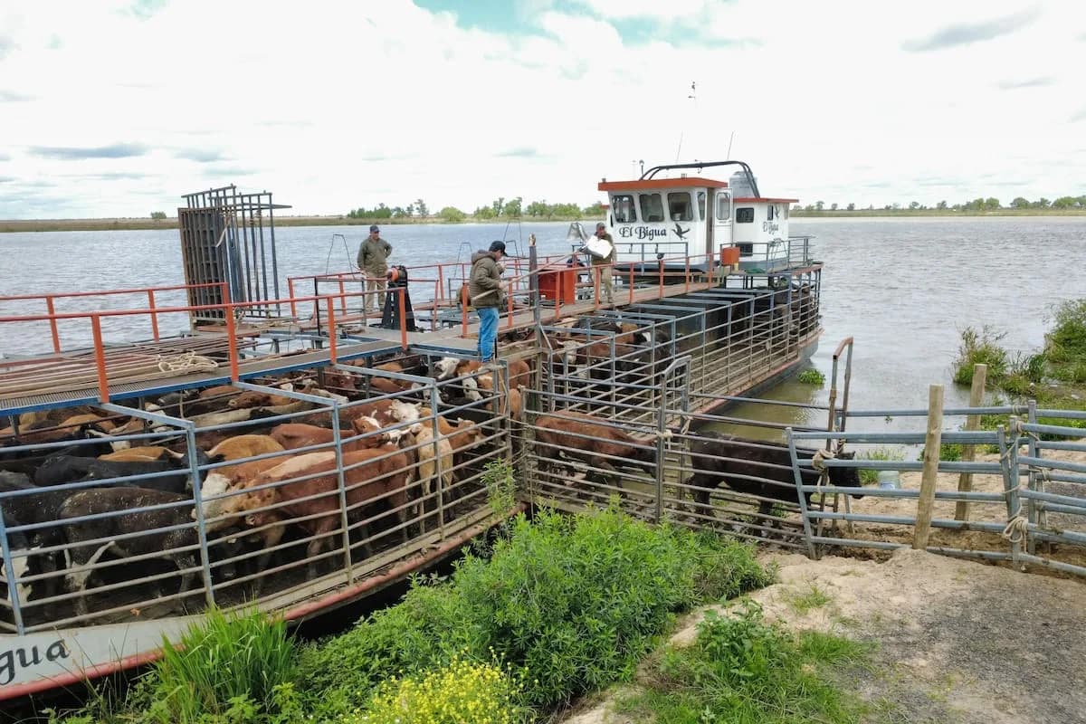 Crecida en el Litoral: evacúan 30.000 animales y casas móviles en las islas de Victoria