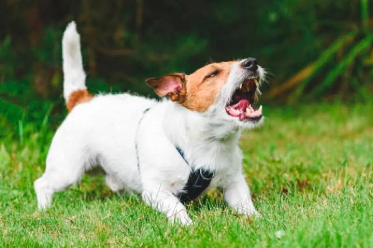 Por qué los perros les ladran a algunas personas y a otras no
