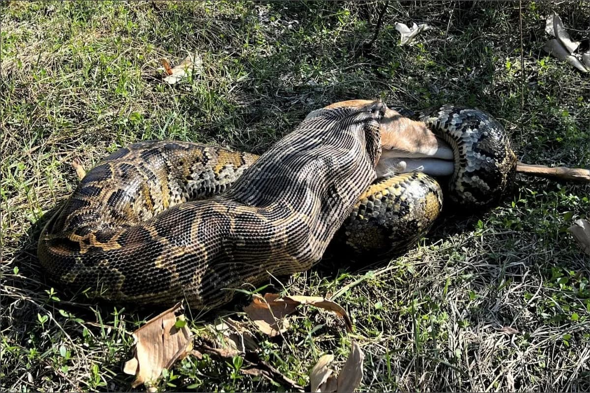 Florida libera una pitón de casi 5 metros con un radiotransmisor para hallar otras serpientes
