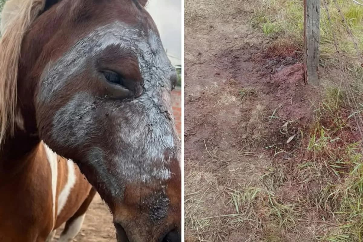 Atacaron a una yegua en un campo de Coronel Dorrego: le cortaron la cara y le fracturaron el hocico