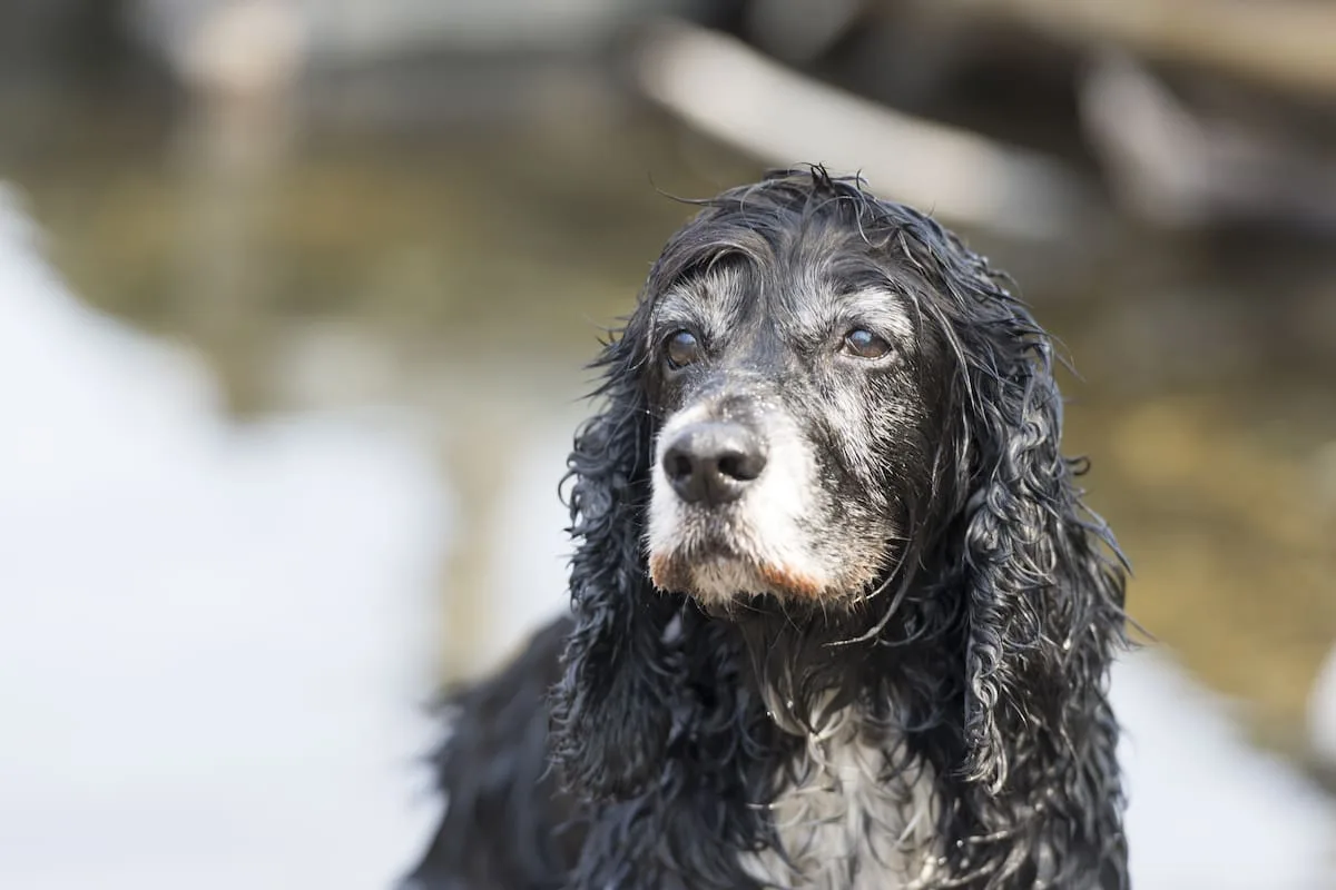 A qué edad se considera viejo a un perro, según la ciencia