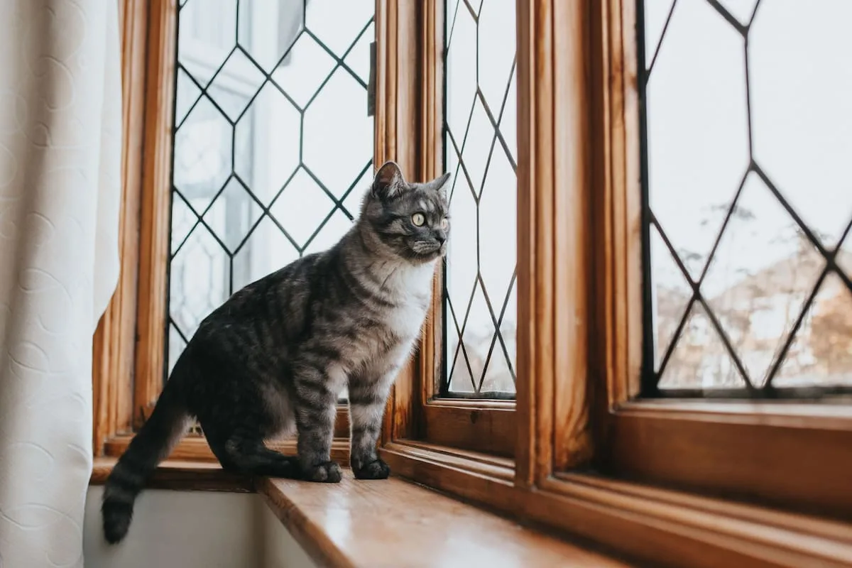 Por qué los gatos que miran por la ventana son más felices y saludables