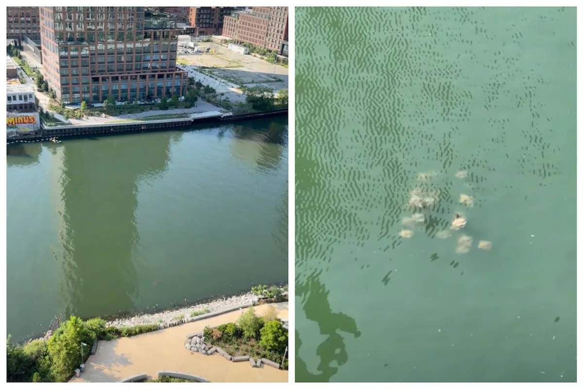 Insólito hallazgo en Nueva York: un grupo de rayas nada en uno de los canales más contaminados