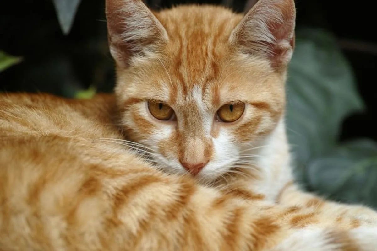 El verdadero misterio detrás del carácter de los gatos naranjas, según un veterinario