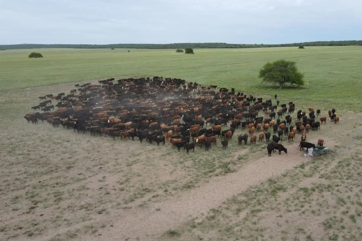 Perdieron todo en la sequía de 2009 y cuadruplicaron la producción de carne