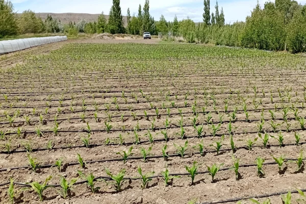 Prueban con éxito el cultivo de maíz en Santa Cruz y Chubut, las zonas más frías del país