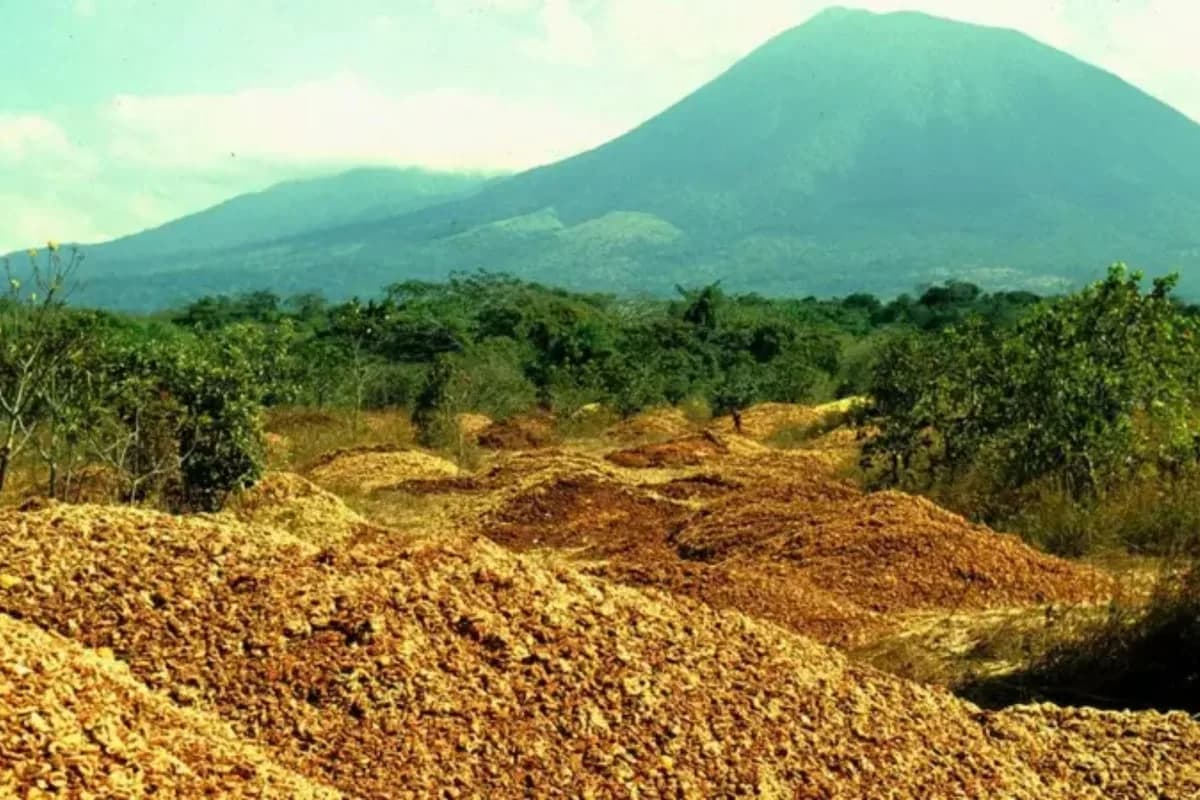 Cáscaras de naranja: cómo 12 mil toneladas transformaron un desierto en un bosque en Costa Rica