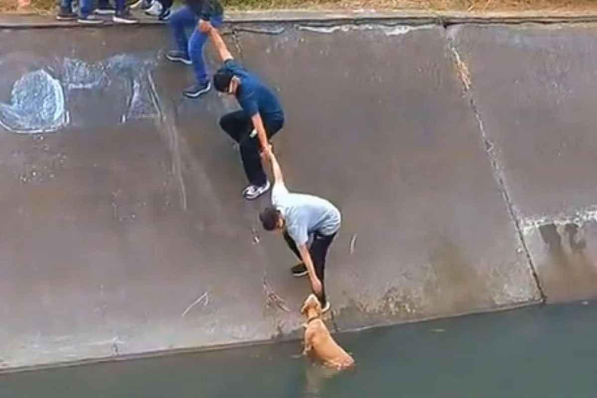 Video: la cadena humana de vecinos para rescatar a un perro de un canal en Bogotá