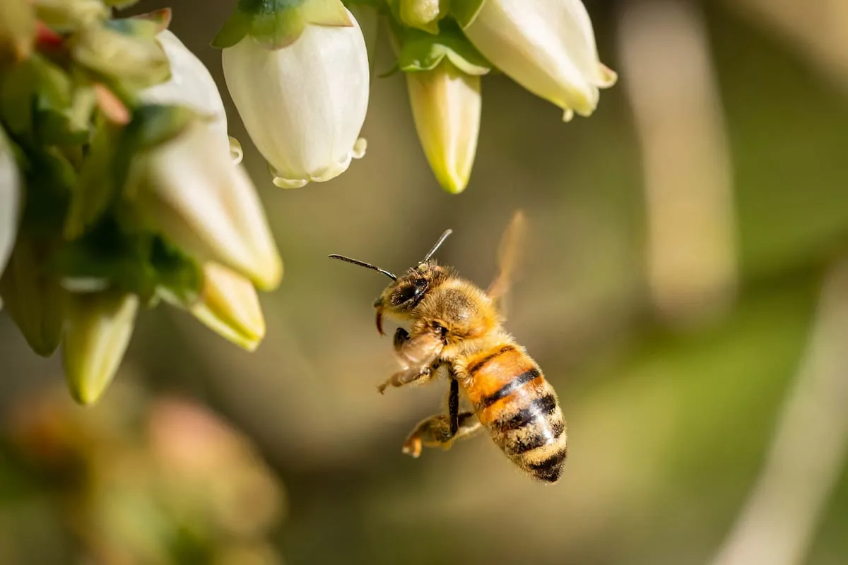 Qué significa que una abeja aparezca cerca de tu casa y por qué no deberías espantarla