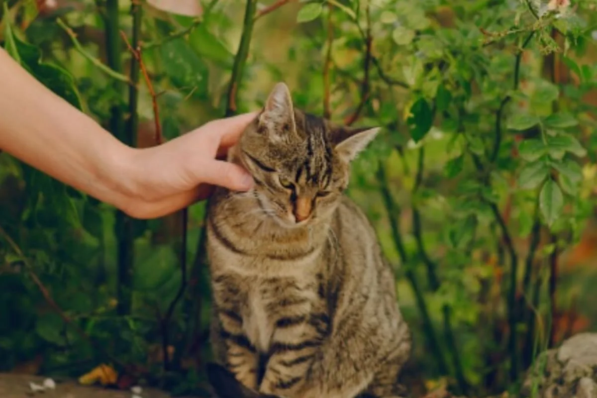 Dejar que los gatos salgan a la calle mejora su bienestar, según veterinarios