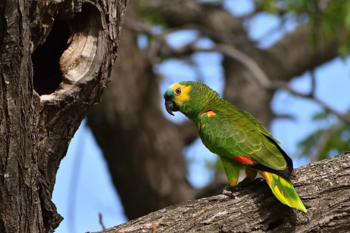 Por qué un loro no es una mascota independiente: la advertencia de una veterinaria