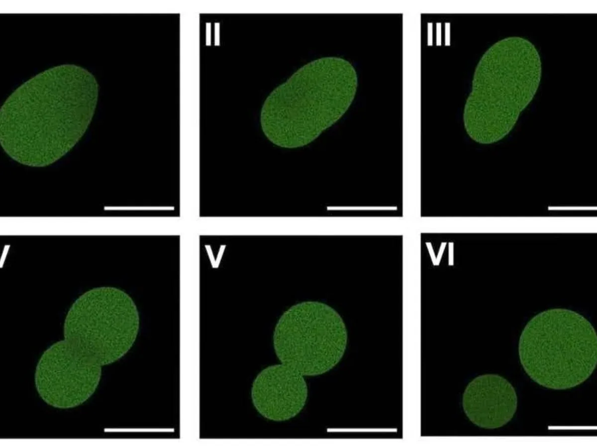 Crean la primera célula sintética con ciclo de vida completo en laboratorio