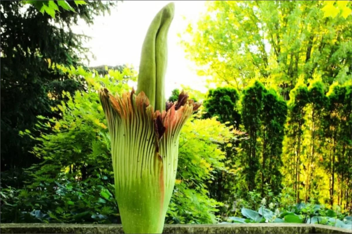 Alice, la flor cadáver que apesta a muerte, floreció en Chicago tras 11 años