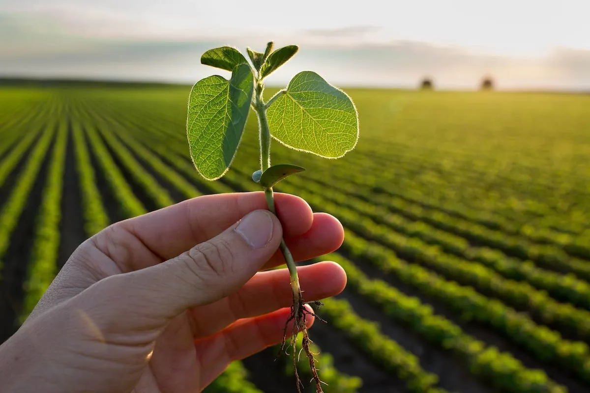 Un informe calculó cuánto gana un productor de soja por hectárea y cuánto el Estado: el fisco se lleva 17 veces más