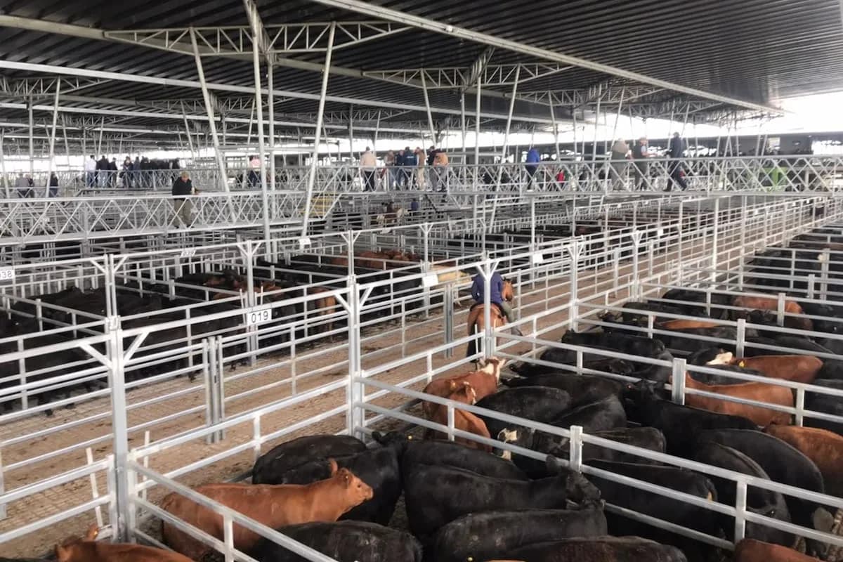 Precios de la hacienda vacuna cayeron en Cañuelas con oferta moderada