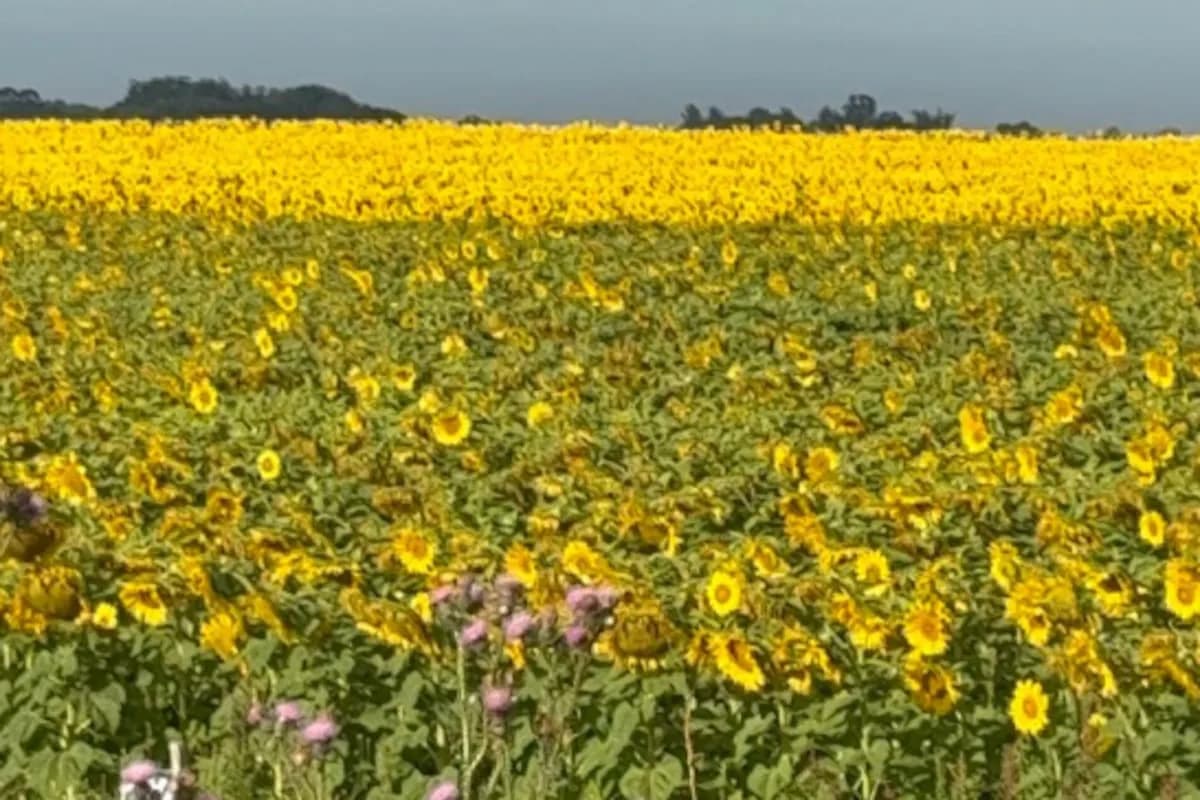 Girasol: proyectan siembra récord de 3 millones de hectáreas para la campaña 2026/27