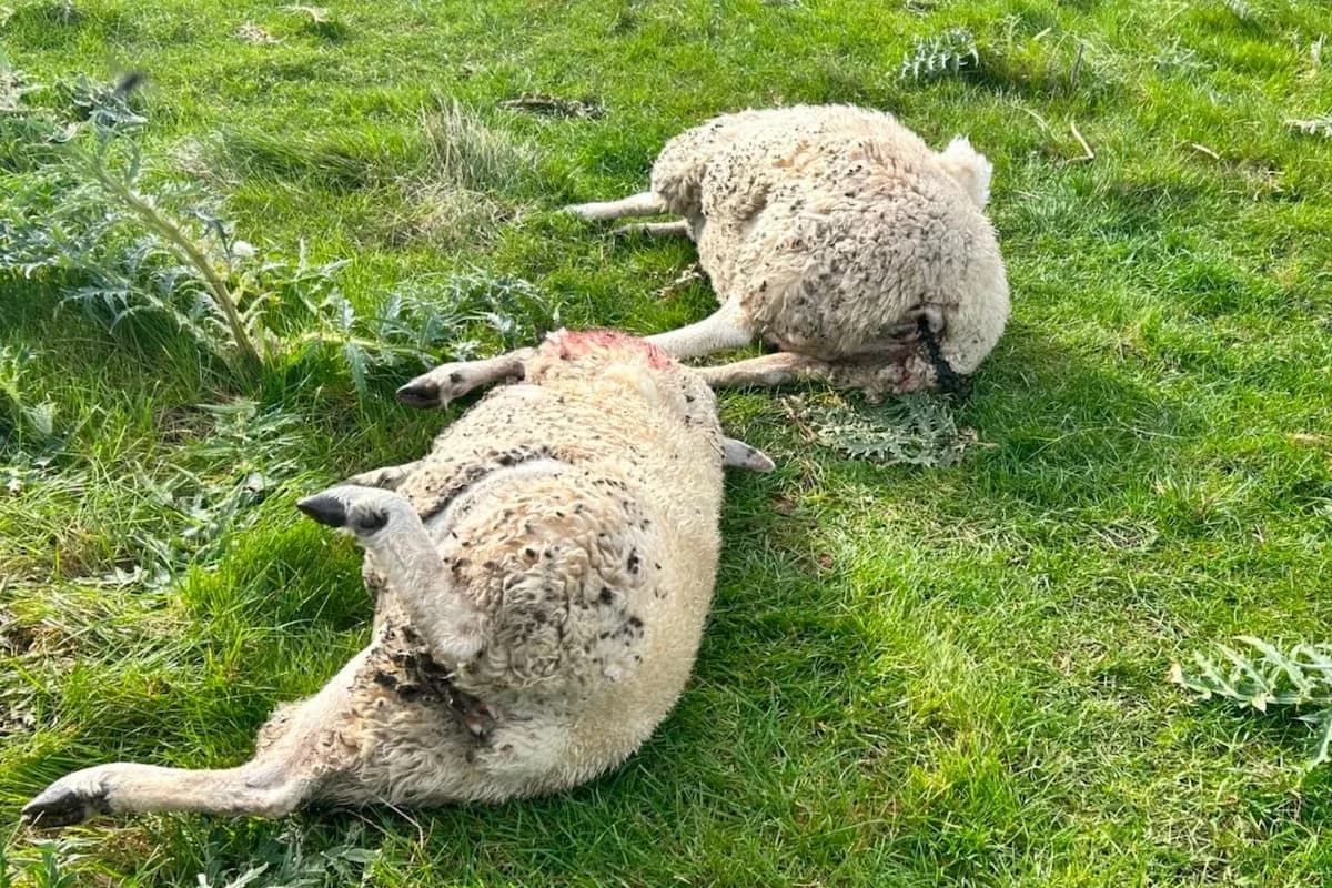Denuncian la matanza a tiros de siete ovejas en un campo bonaerense