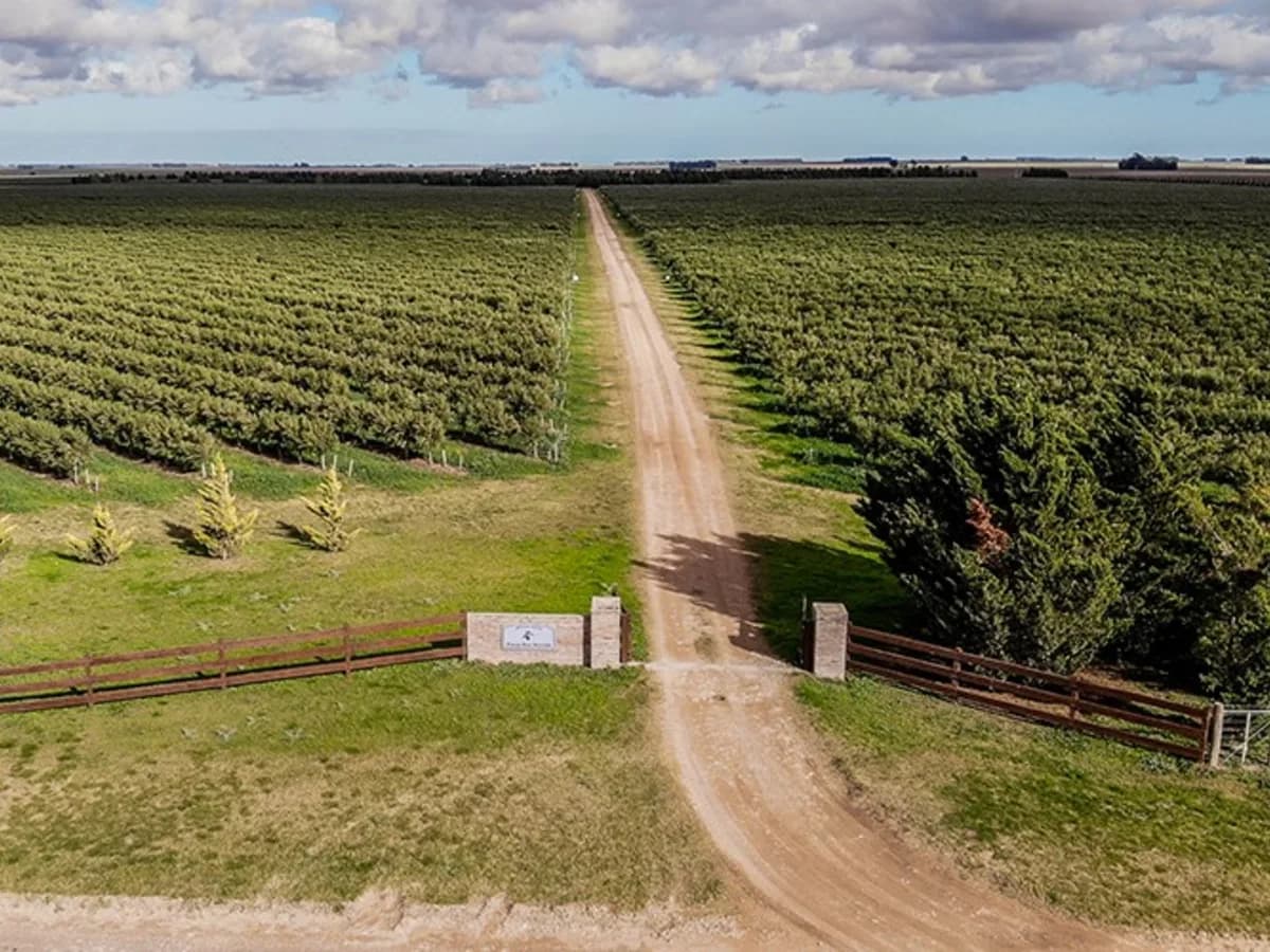 Sur de Buenos Aires: La Ascensión del Aceite de Oliva