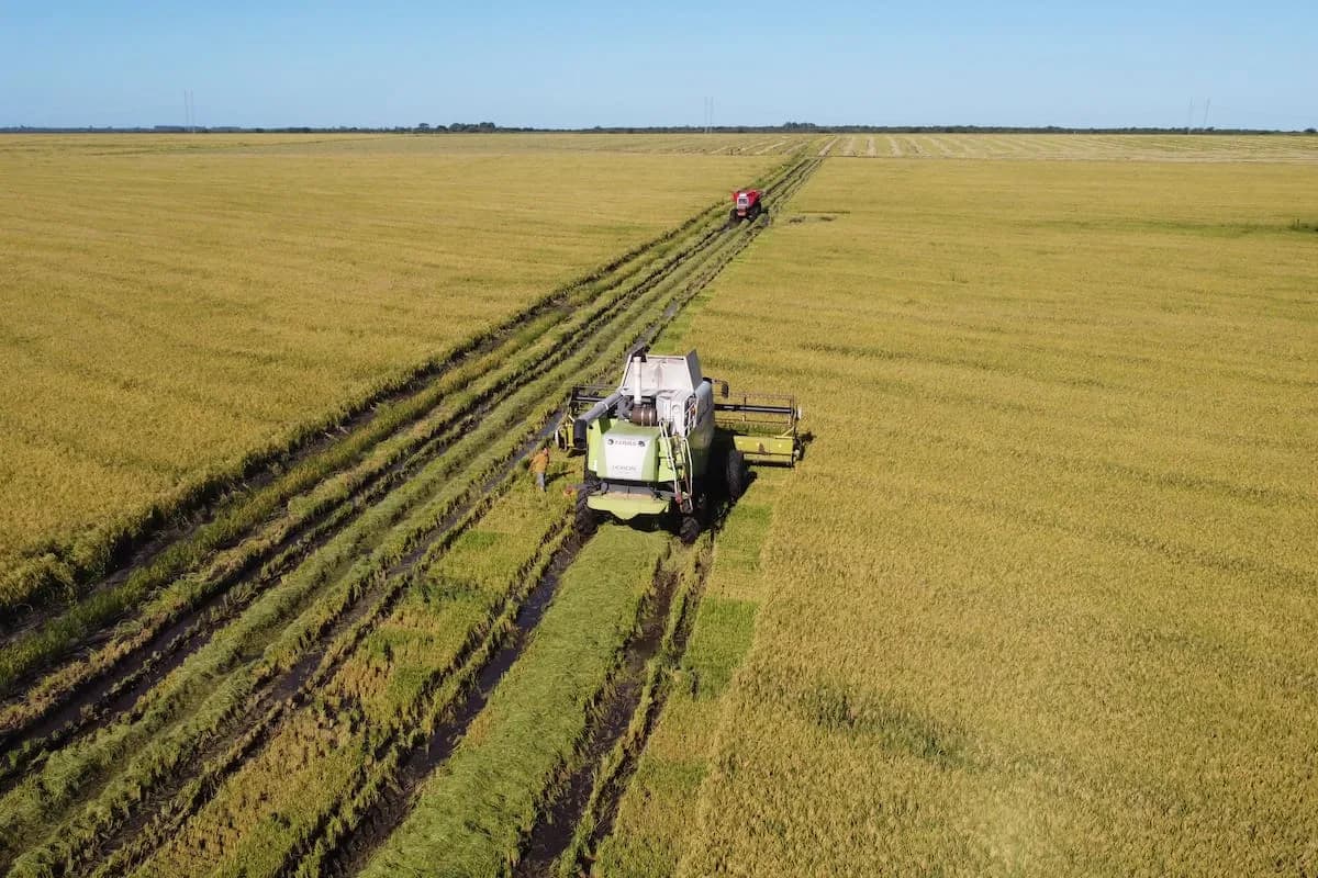 Crisis arrocera: por el gasoil, productores de Entre Ríos podrían abandonar la siembra