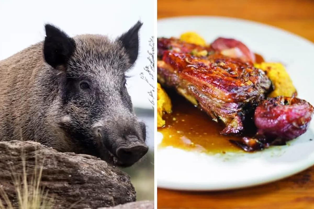 Río Negro impulsa ley para vender carne de jabalí y ciervo como control de plagas