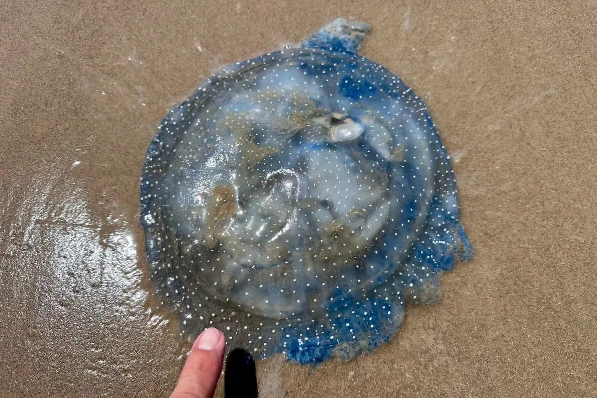 Medusas australianas invaden las playas de Texas durante el Mundial 2026
