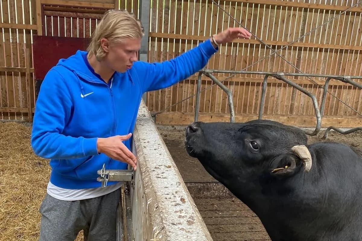 Haaland, héroe ante Brasil, sueña con ser el mejor agricultor de Noruega