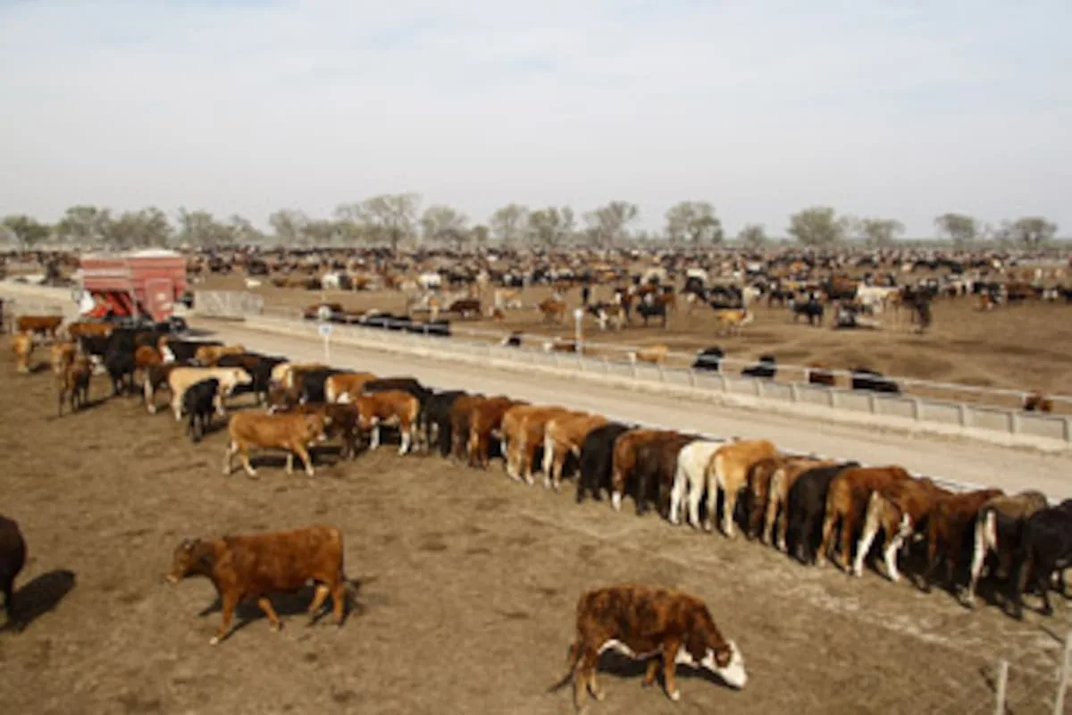 La Nueva Vicentin reactiva un megafeedlot y financia al frigorífico Friar con $4270 millones