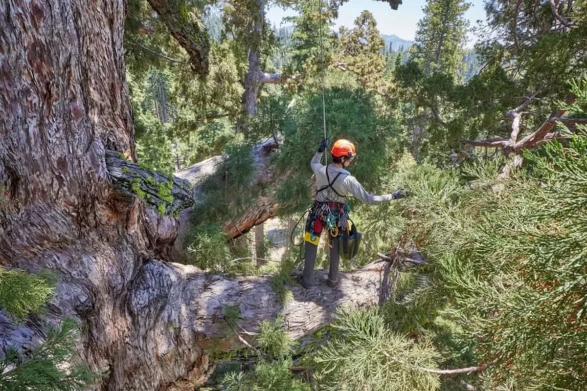 Hallan una familia de ardillas en el árbol más famoso de Yosemite, de 2900 años