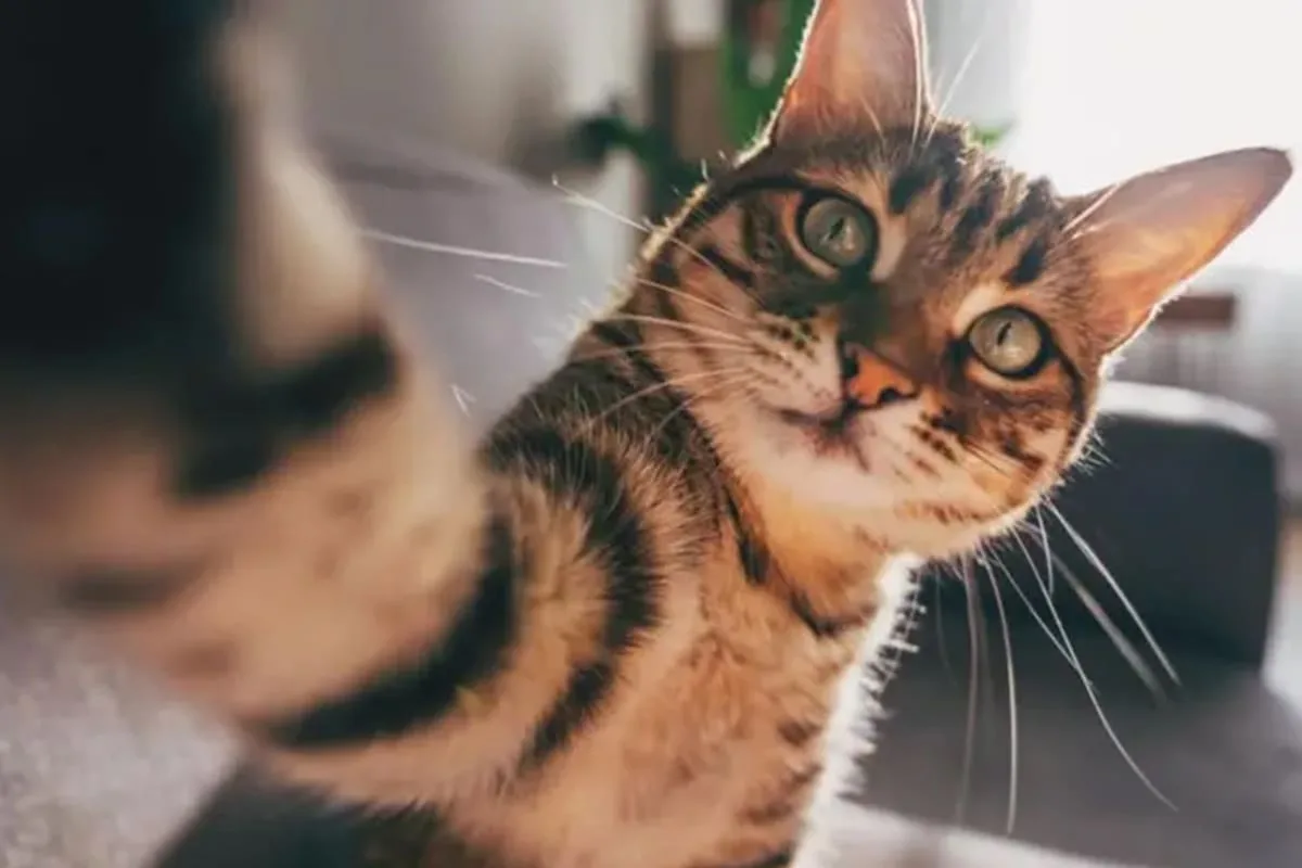 Un anciano de China dejará su herencia a quien cuide de su gata cuando muera