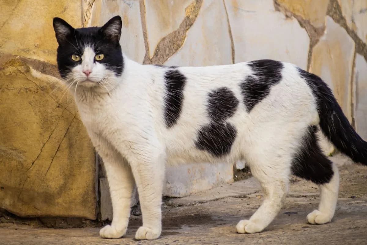 Los gatos blancos y negros se agobian con más facilidad, según un veterinario
