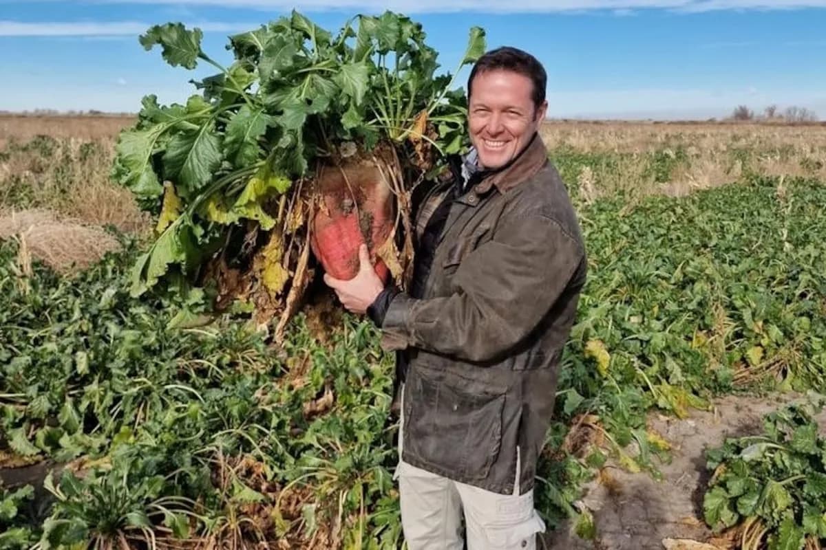 Remolacha forrajera: el cultivo que revoluciona el engorde de carne en Argentina