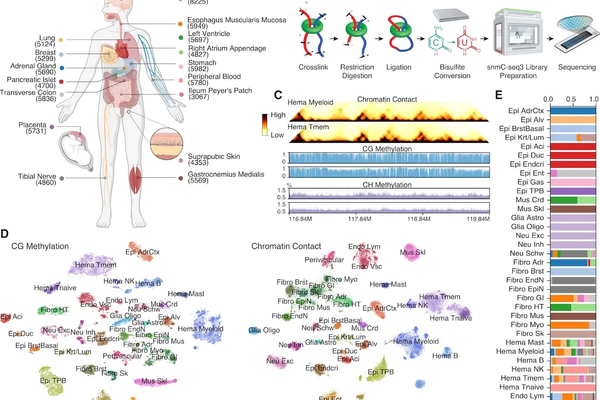 Crean un atlas del cuerpo humano que muestra cómo se organiza el ADN en cada célula