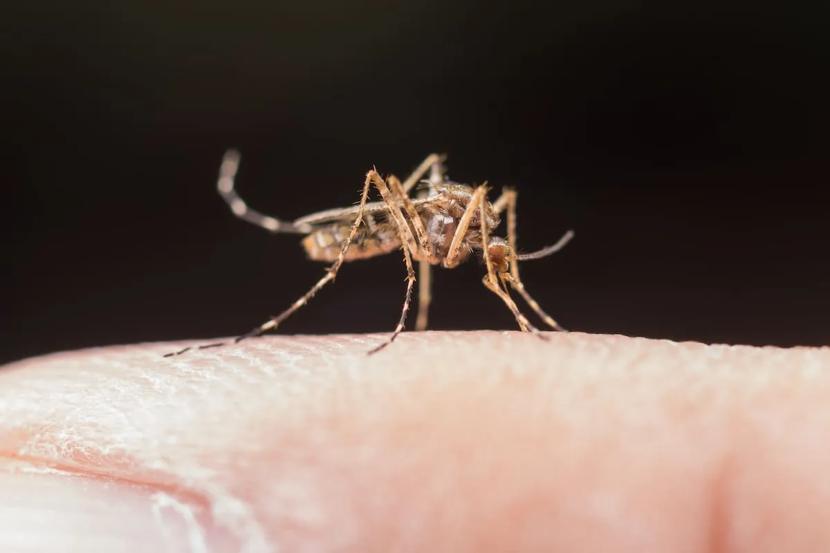 Dengue: alerta por repunte de casos y la amenaza de El Niño