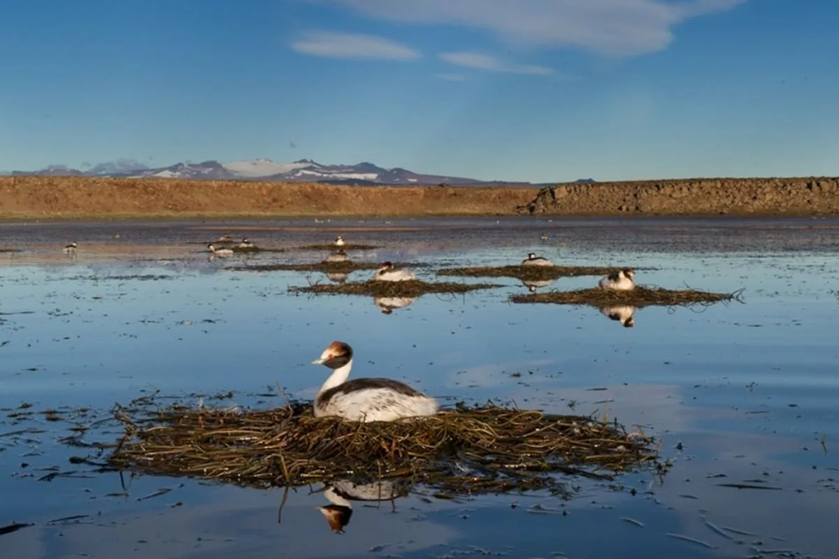 El macá tobiano volvió a reproducirse en la Patagonia tras 10 años sin nidificación
