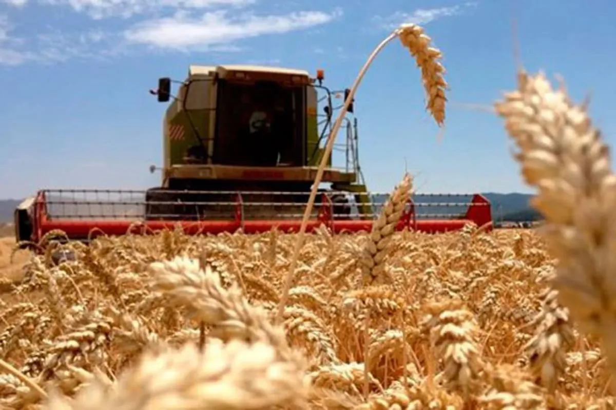 Milei reduce retenciones al trigo y cebada: la nueva tabla de alícuotas del agro