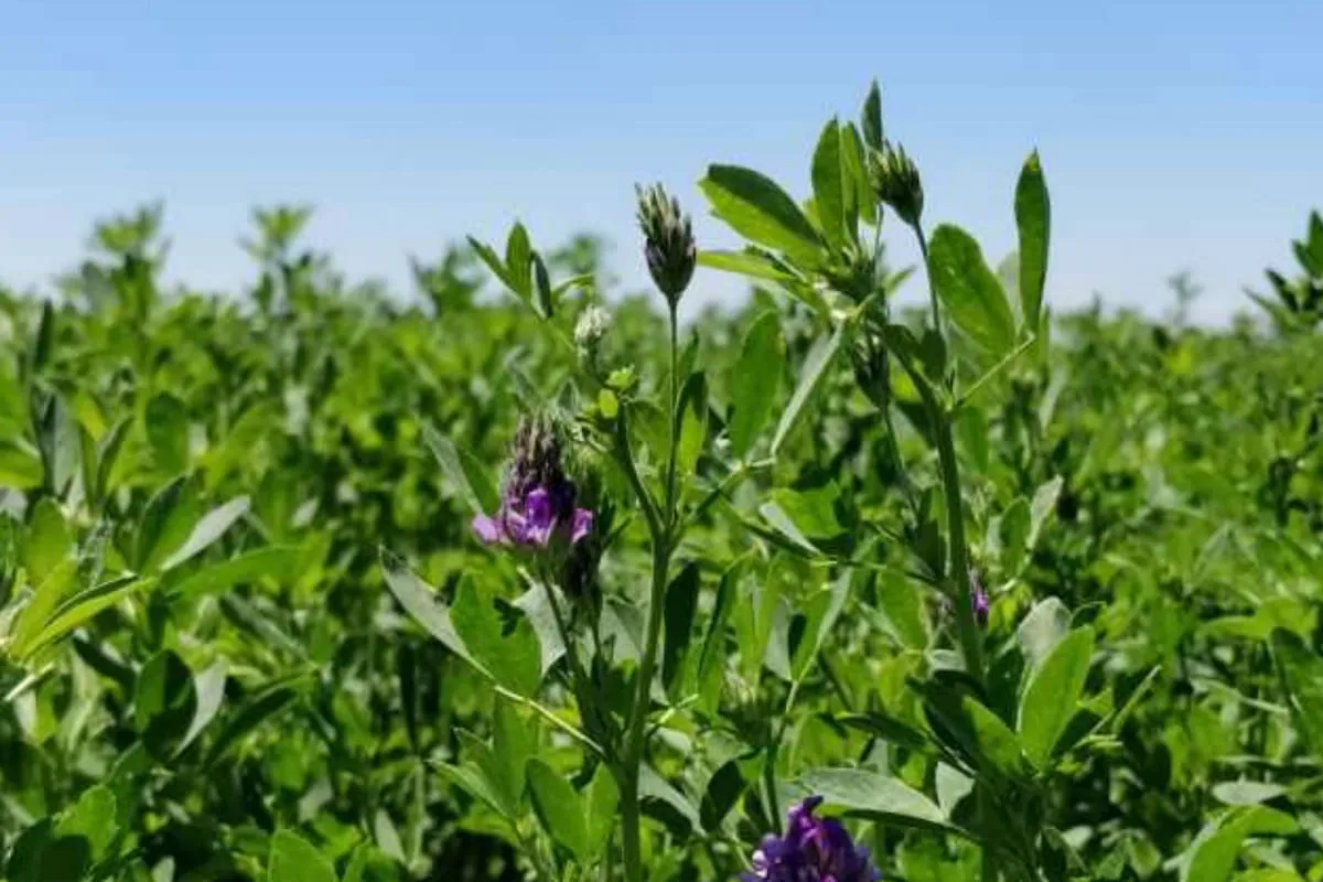 Alfalfa: exportaciones crecen 92% y ya superan las 93.000 toneladas