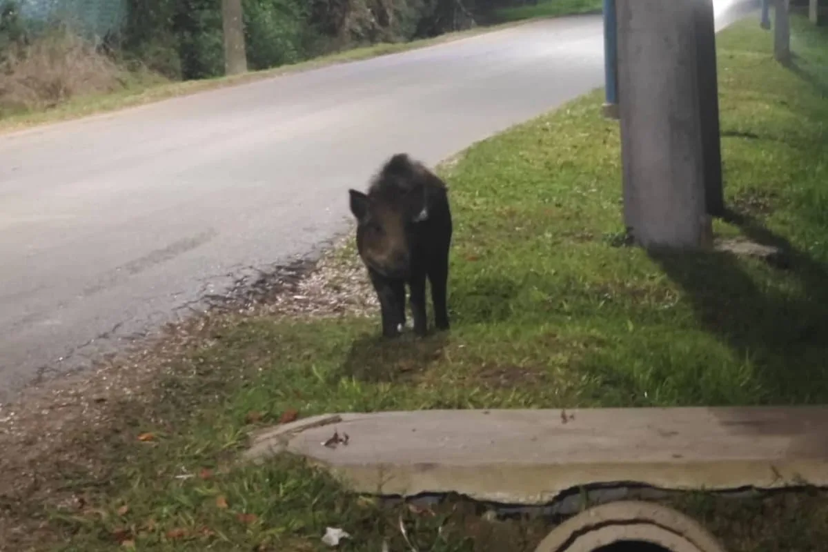 Buscan a un jabalí suelto en Escobar días después del avistamiento de un puma