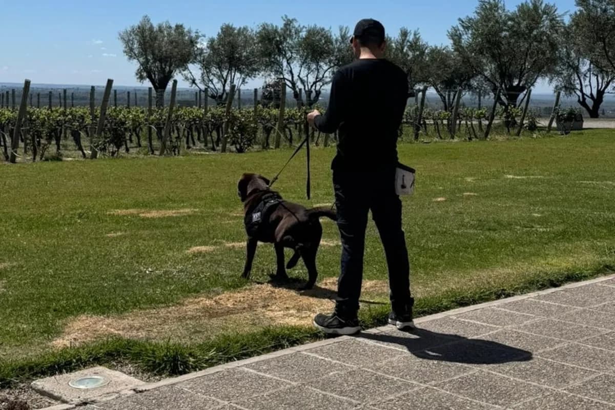 Perros entrenados detectan defectos invisibles en las bodegas mendocinas