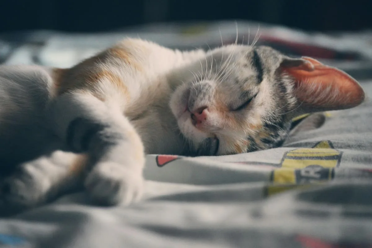 Cómo enseñarle a un gato a dormir en su cama
