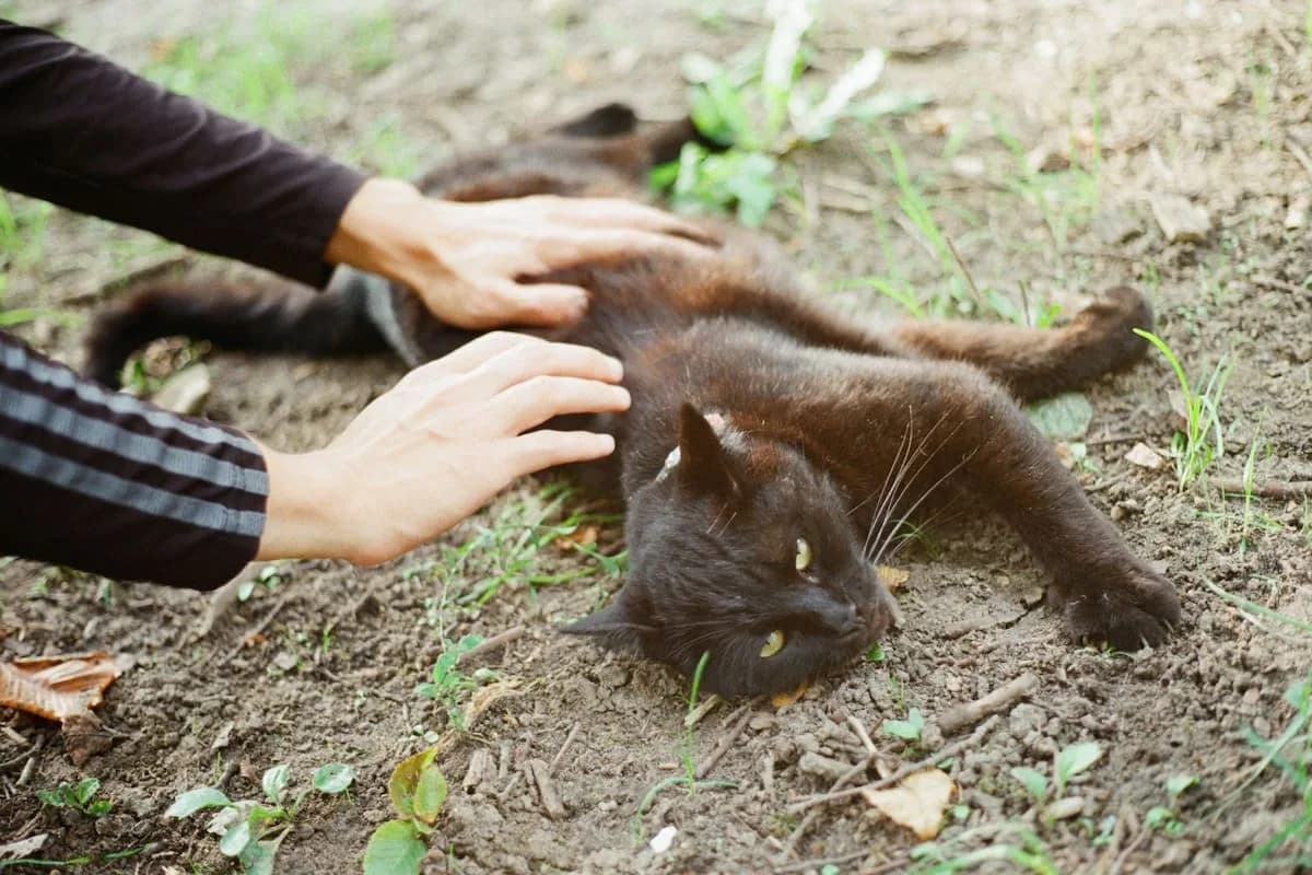 Acariciar a los gatos: ¿qué revela sobre tu personalidad según la psicología?