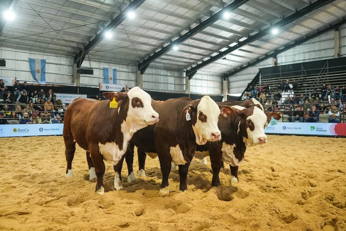 El boom ganadero: inversión, vientres y expectativa por bajar retenciones a la carne