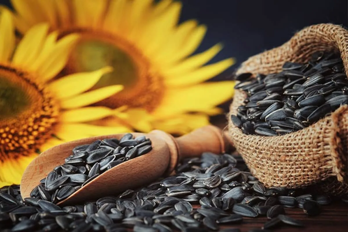 Semillas de girasol: nutrientes esenciales y a quiénes les conviene evitarlas