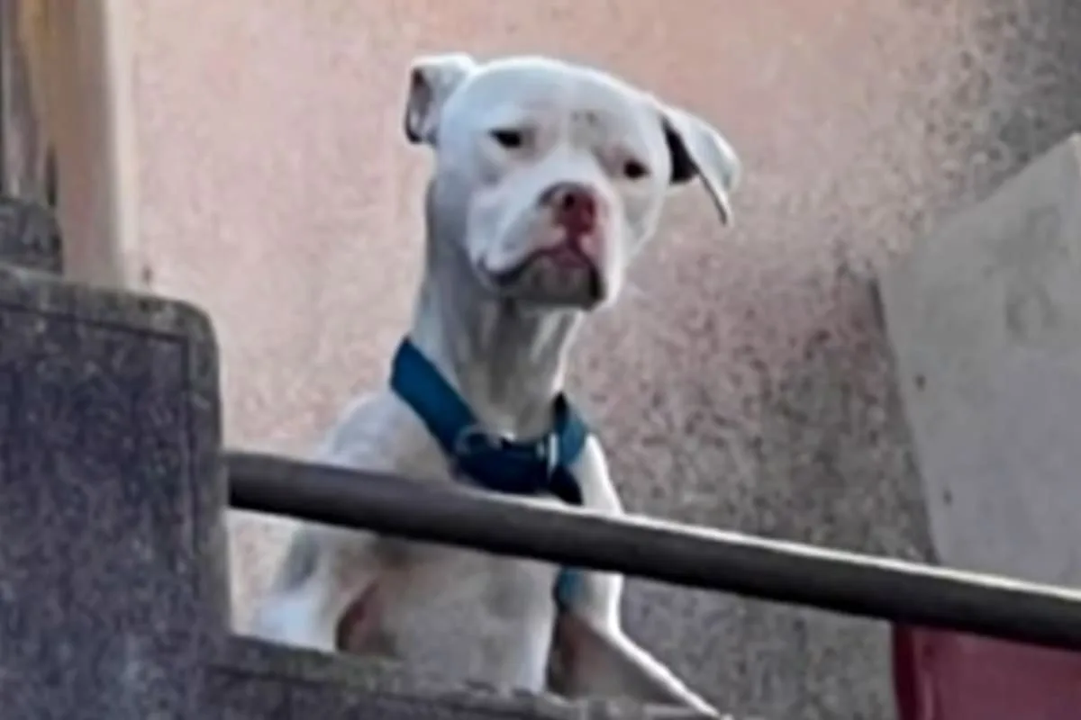 Rescataron a un dogo desnutrido de la casa de Barrelier, detenido por el crimen de Agostina